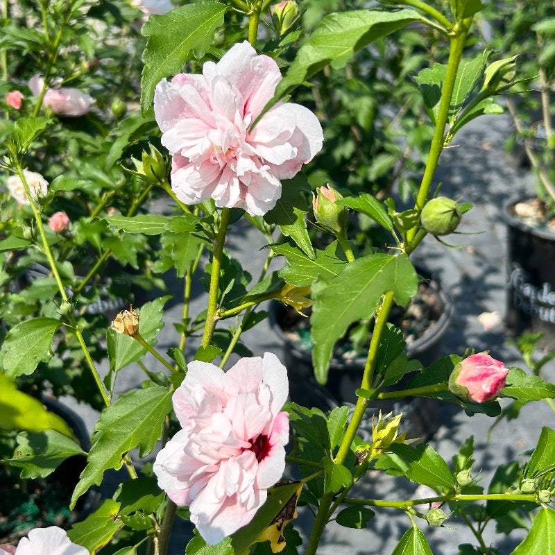 Strawberry Smoothie Rose of Sharon with double pink striped flowers