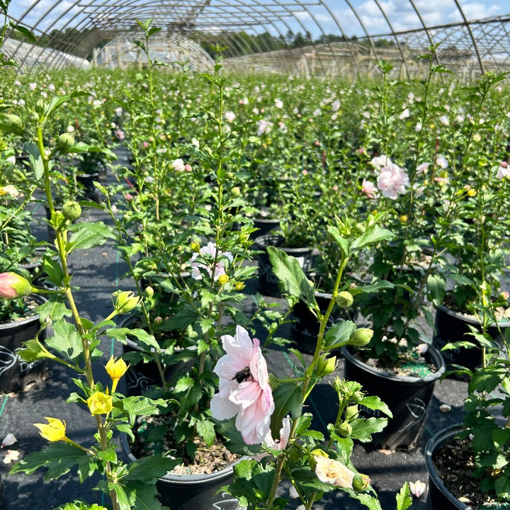 Strawberry Smoothie Rose of Sharon with double pink striped flowers