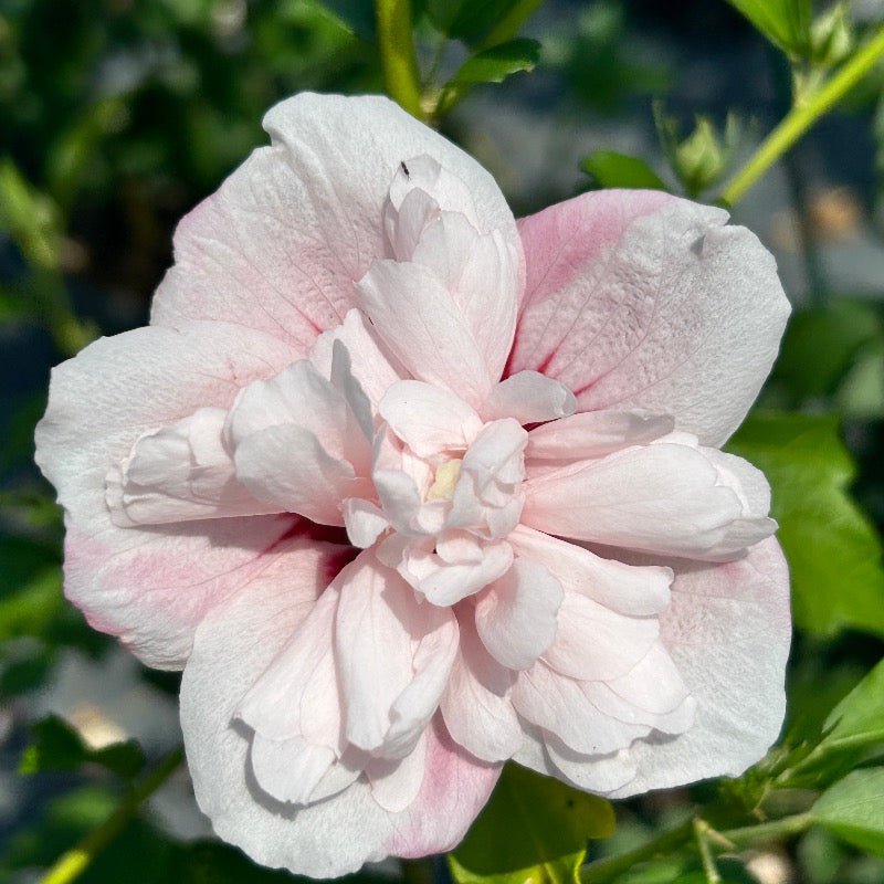 Strawberry Smoothie Rose of Sharon with double pink striped flowers