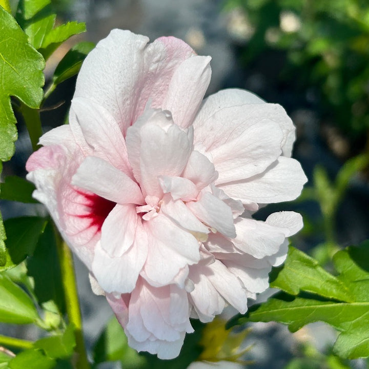 Strawberry Smoothie Rose of Sharon with double pink striped flowers