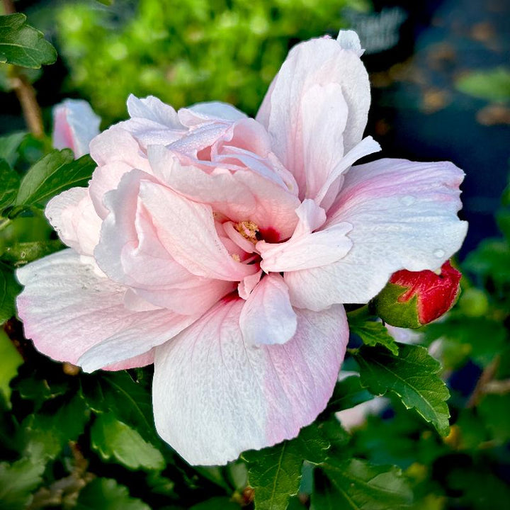 Strawberry Smoothie Rose of Sharon with double pink striped flowers