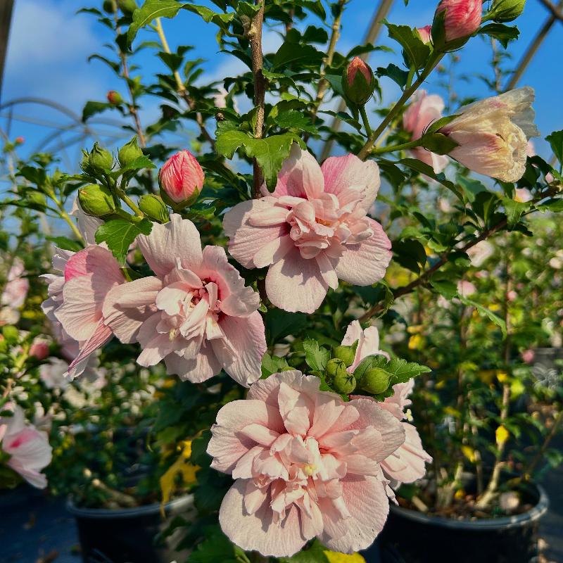 Strawberry Smoothie Rose of Sharon with double pink striped flowers