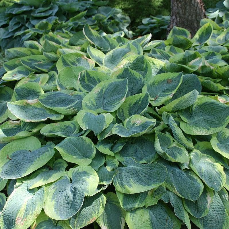 Frances Williams Hosta with large blue green leaves edged in yellow green