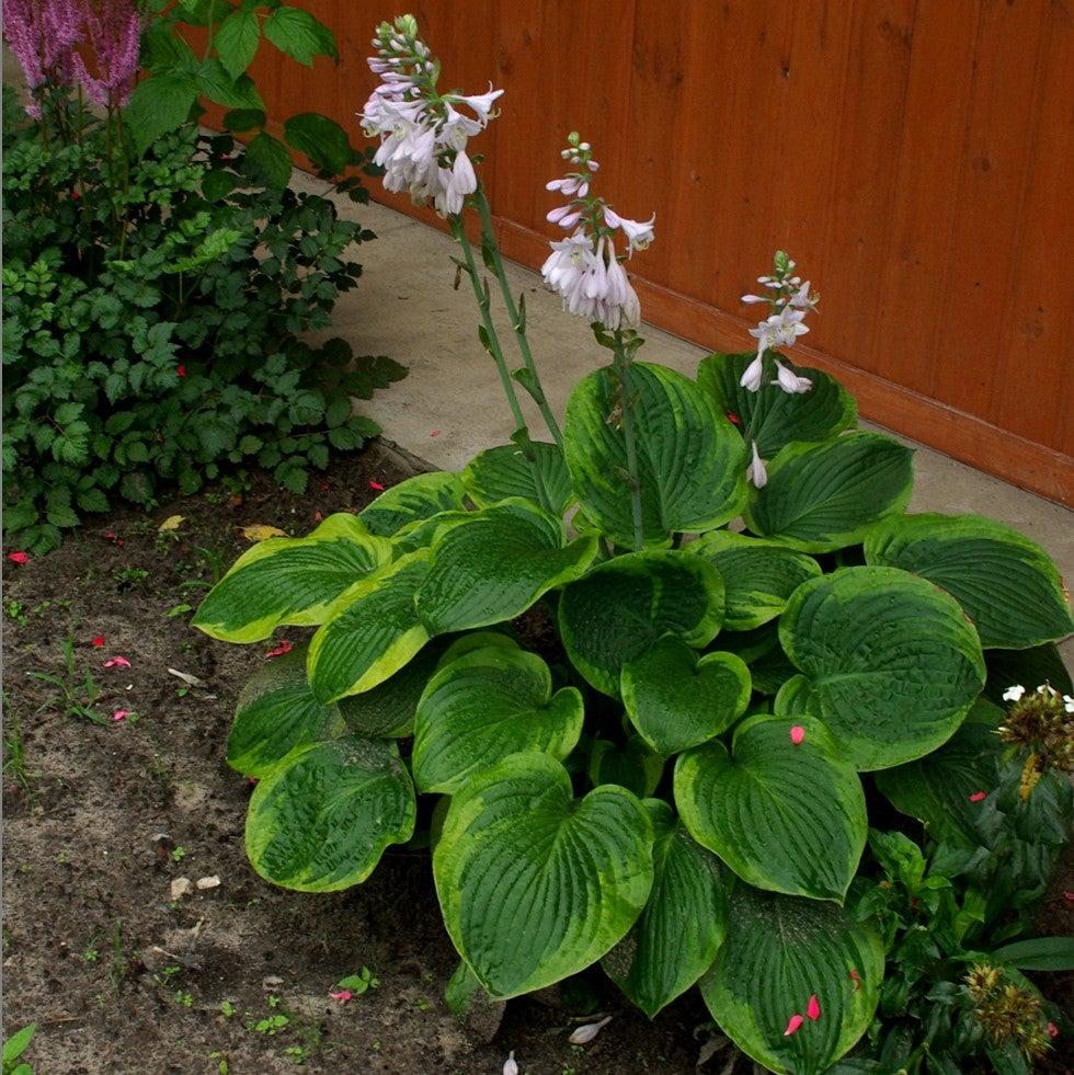 Frances Williams Hosta with large blue green leaves edged in yellow green