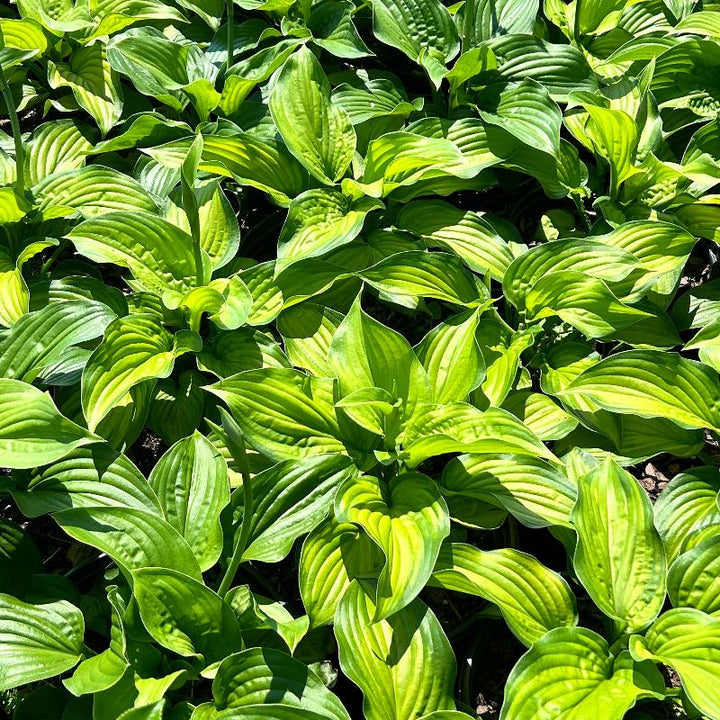 Guacamole Hosta with marbled green yellow foliage and lavender white flowers