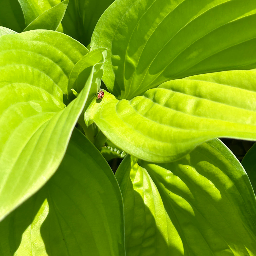 Guacamole Hosta with marbled green yellow foliage and lavender white flowers