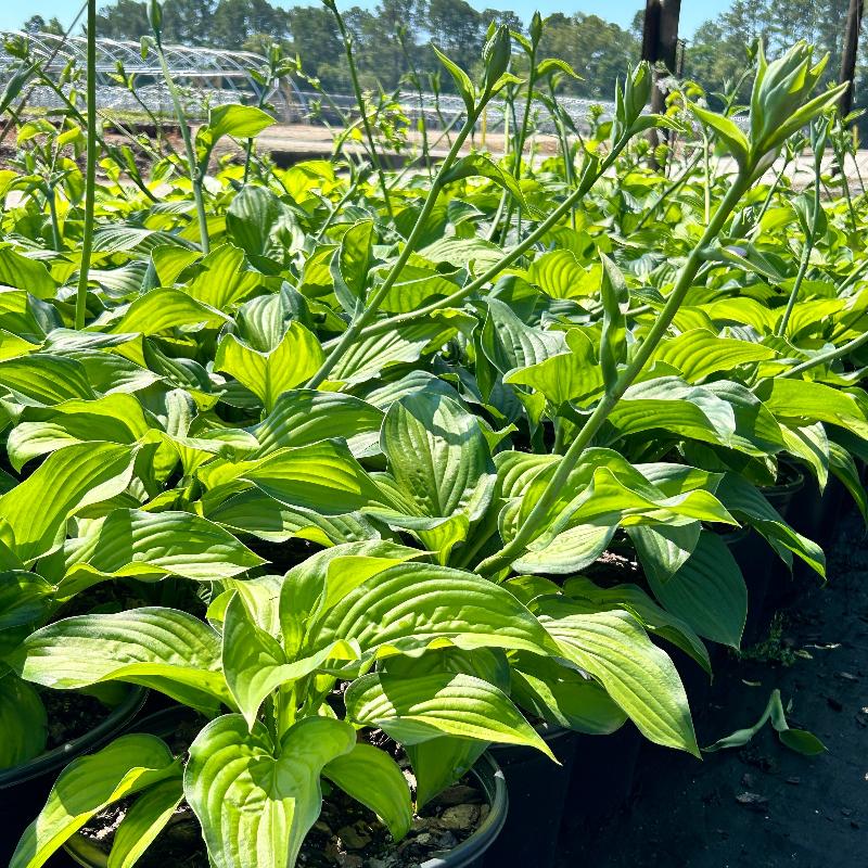 Hosta Guacamole