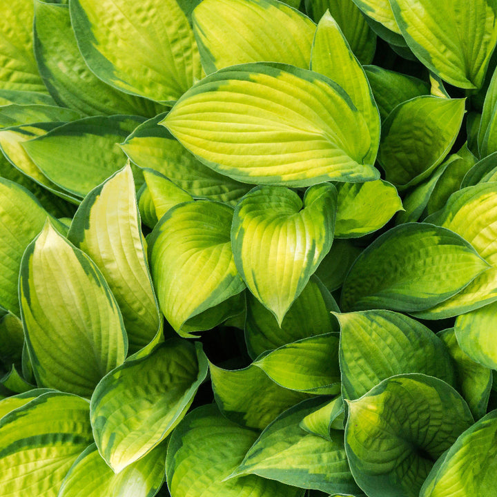 Stained Glass Hosta with bright gold leaves and deep green margins