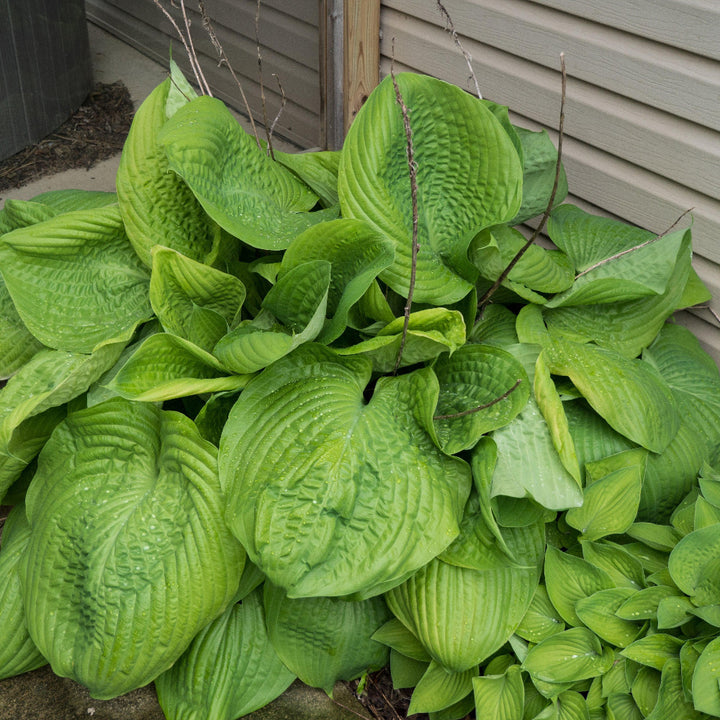 Sum and Substance Hosta with enormous chartreuse gold leaves