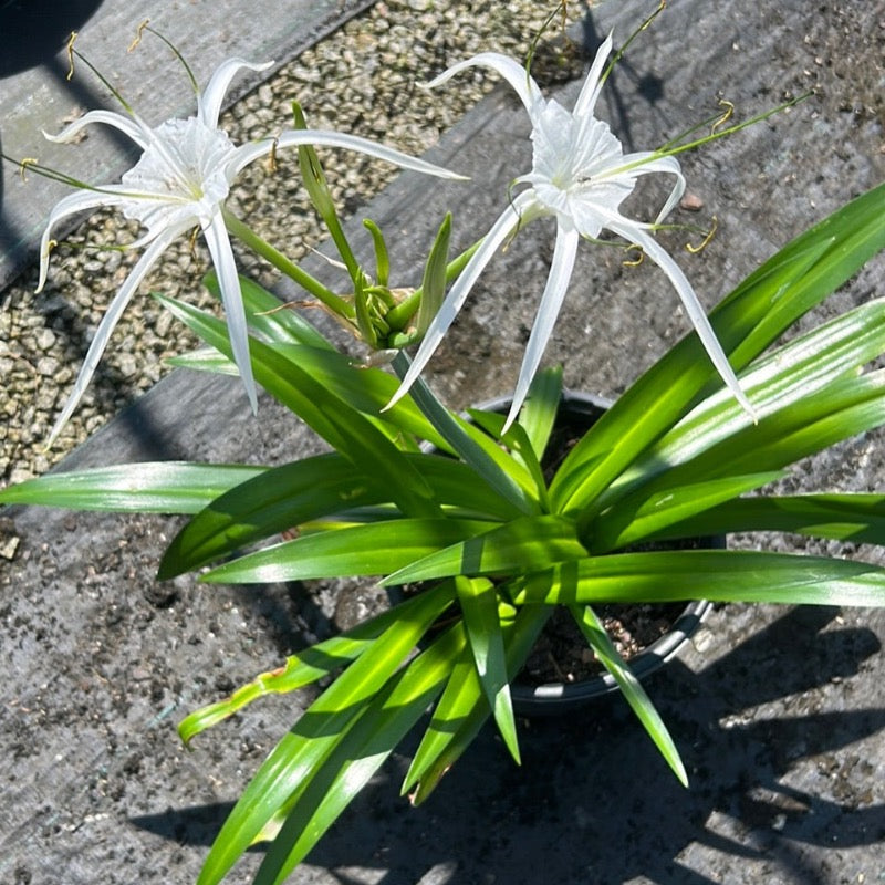 Hymenocallis Perfumed Spider Lily