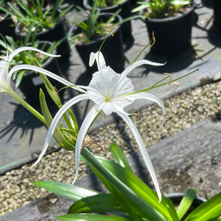 Perfumed Spider Lily with fragrant white flowers and strap like foliage