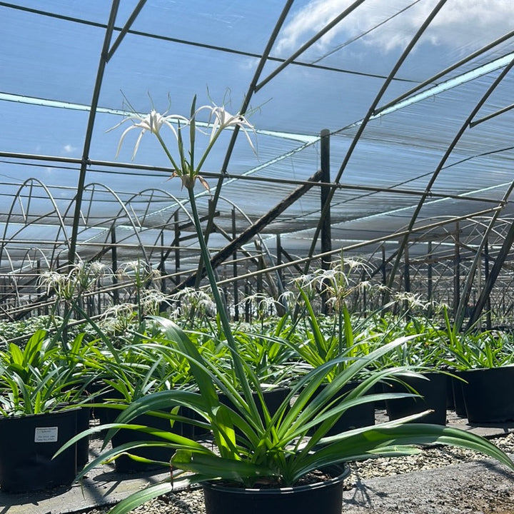 Hymenocallis Perfumed Spider Lily