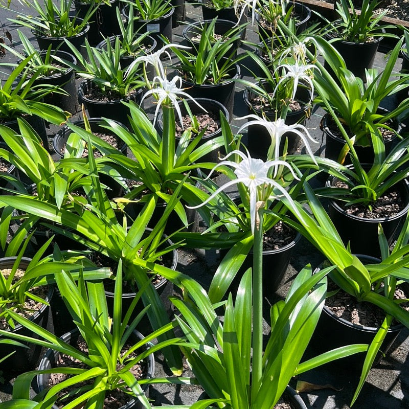 spider lily medicinal uses Hymenocallis Perfumed Spider Lily