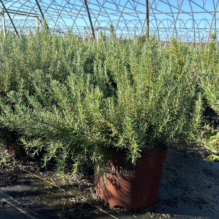 Rosemary Chef's Choice® ~ PP18192 | GoBuyPlants
