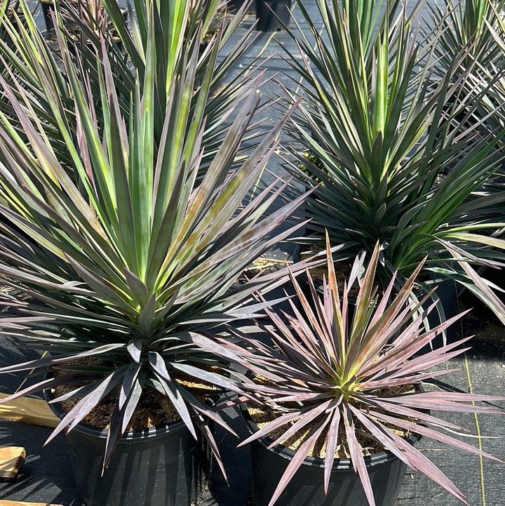 gobuyplants-perennial-3-gallon