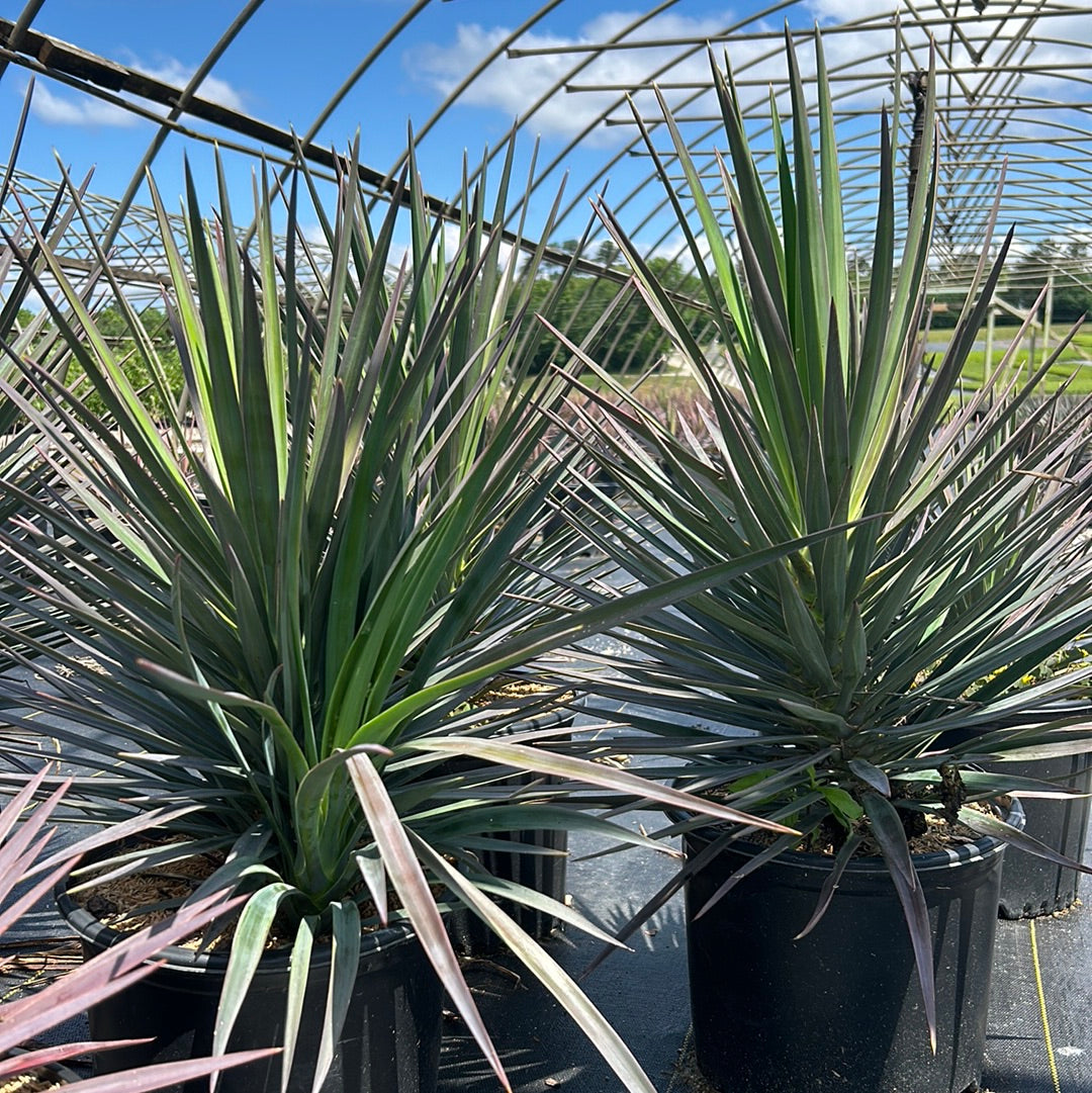 Yucca Magenta Magic | GoBuyPlants