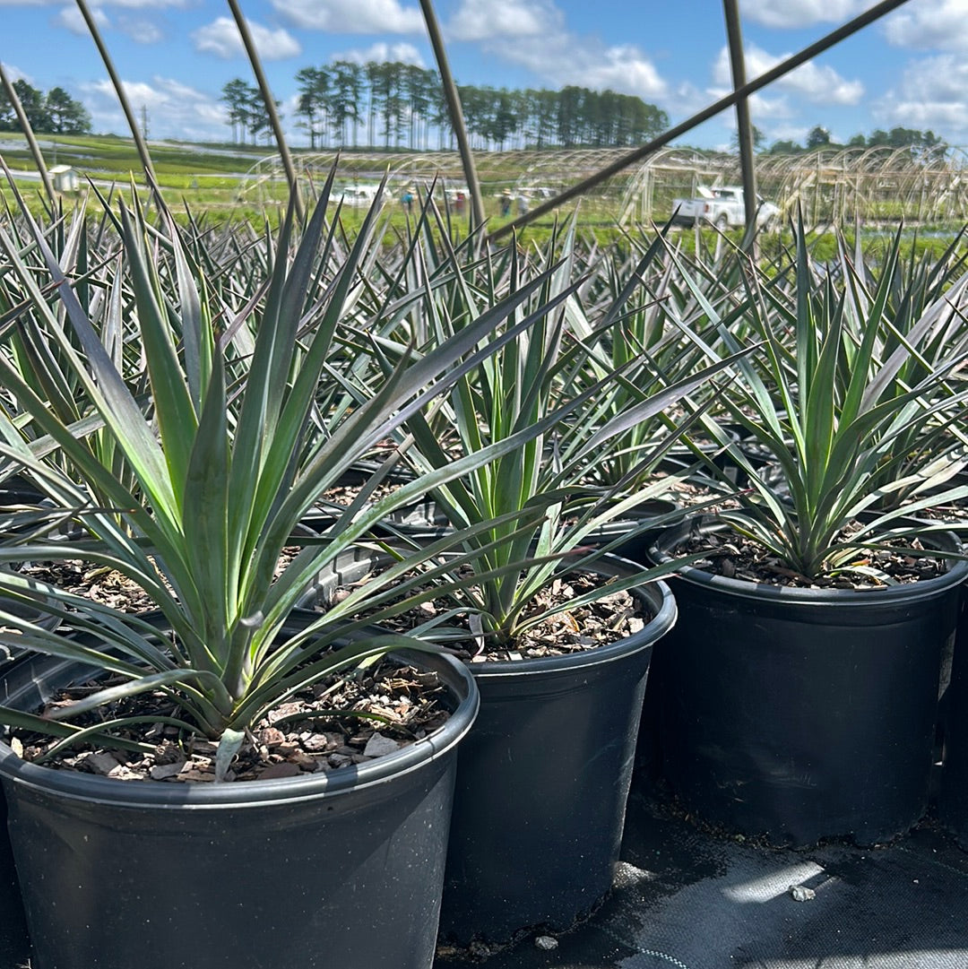 Magenta Magic Yucca with purple dark green foliage and white flowers