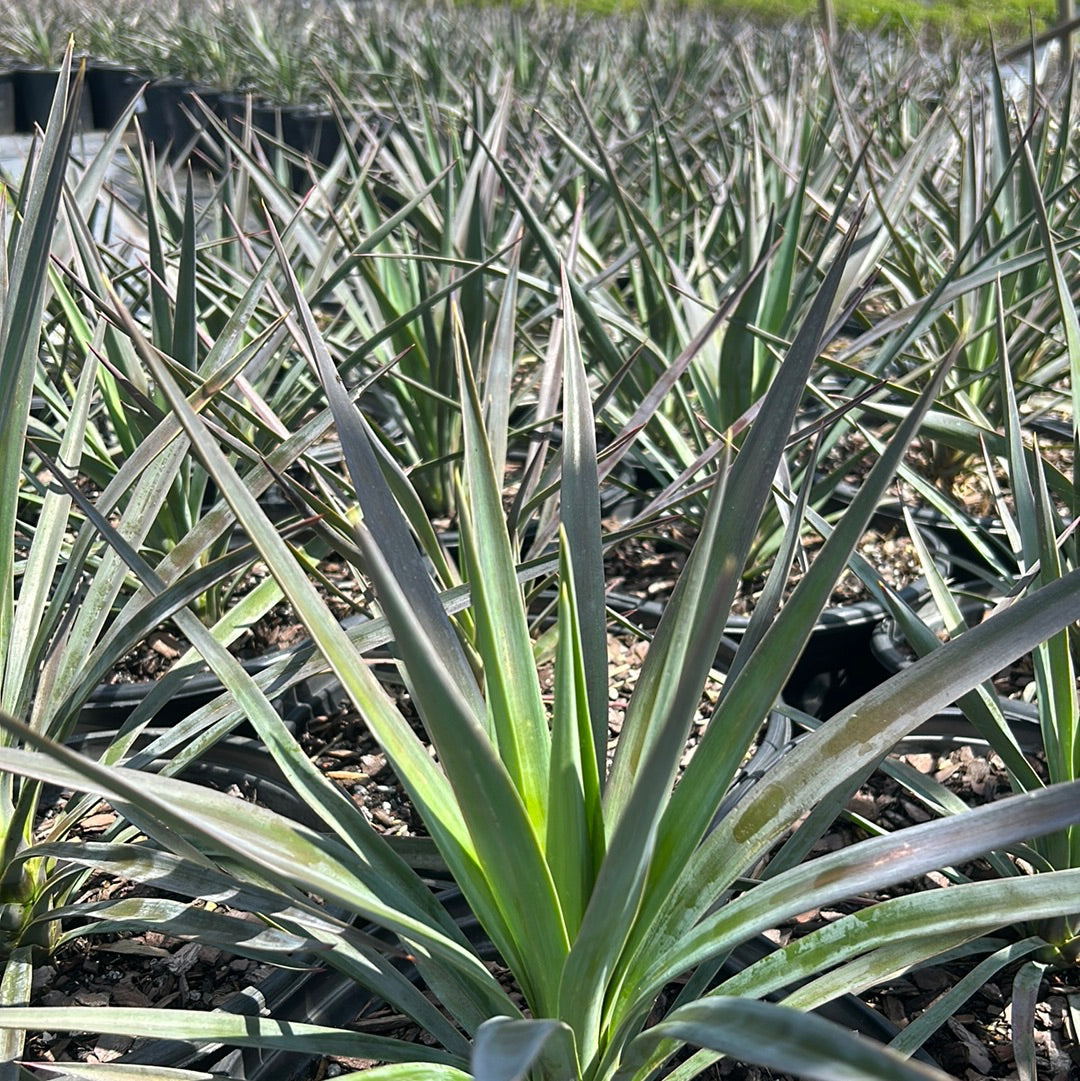 Magenta Magic Yucca with purple dark green foliage and white flowers