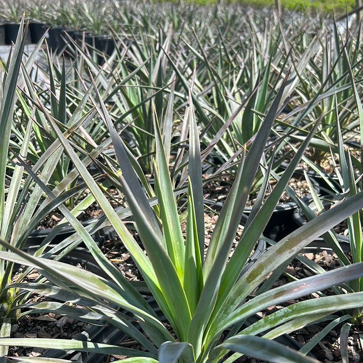 Magenta Magic Yucca with purple dark green foliage and white flowers