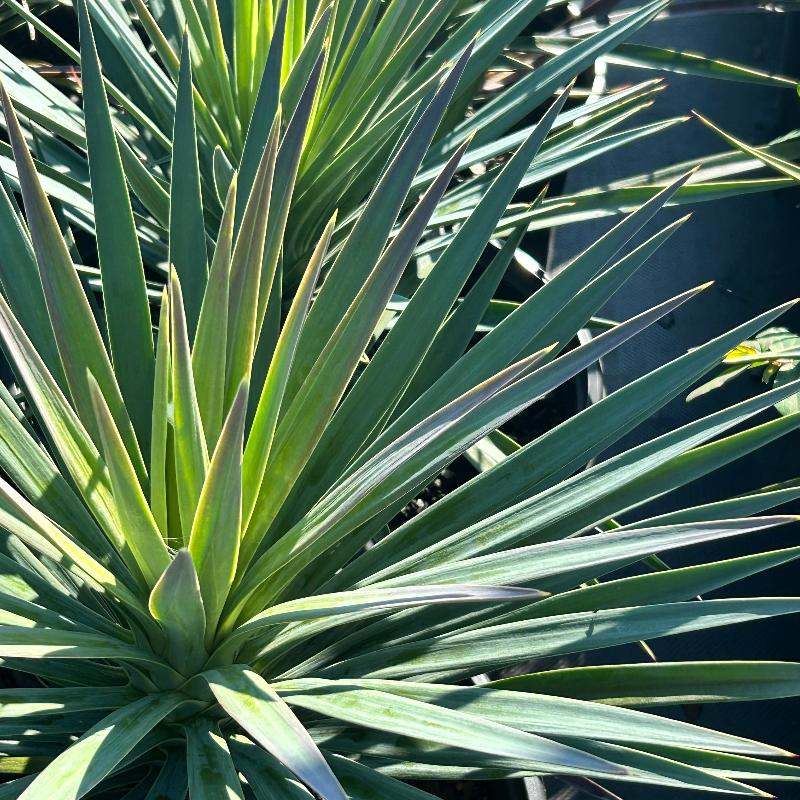 Magenta Magic Yucca with purple dark green foliage and white flowers