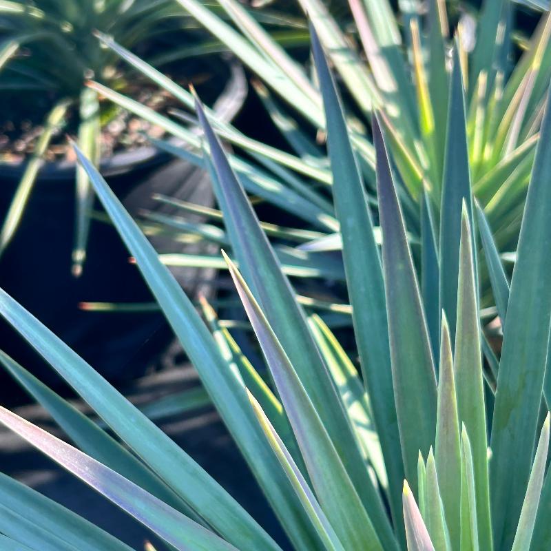 Magenta Magic Yucca with purple dark green foliage and white flowers
