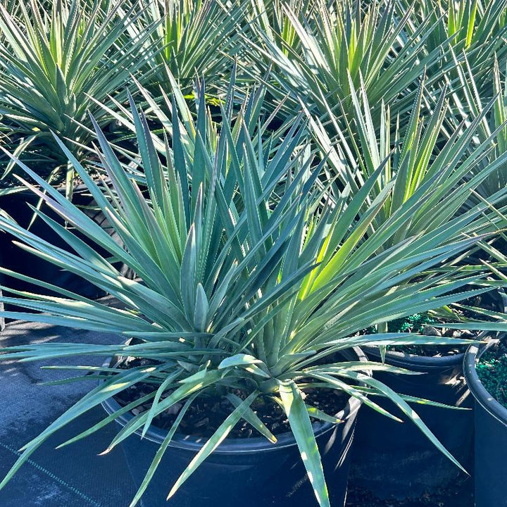 Magenta Magic Yucca with purple dark green foliage and white flowers