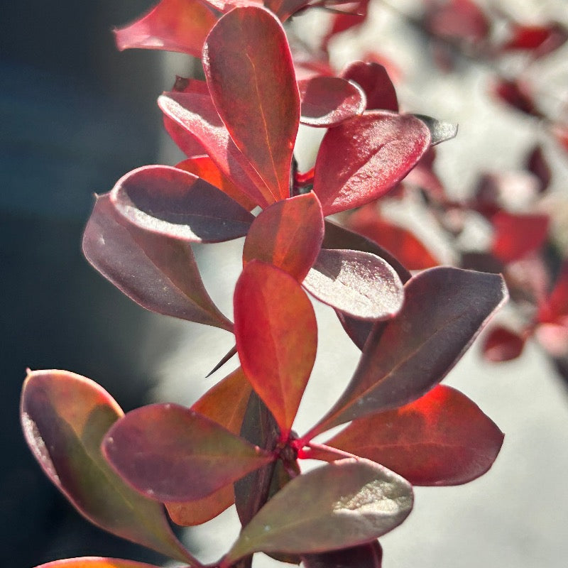 Crimson Pygmy Barberry growing in a landscaped garden
