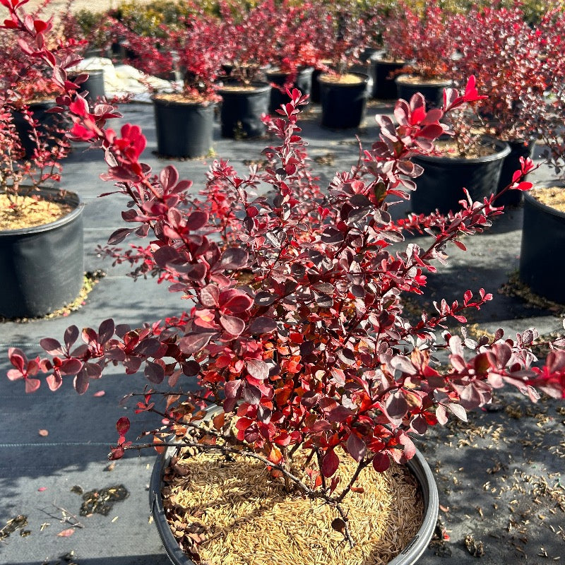 Crimson Pygmy Barberry growing in a landscaped garden