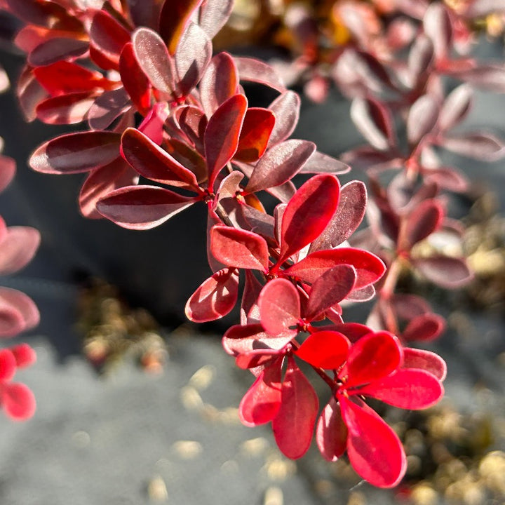 Crimson Pygmy Barberry growing in a landscaped garden