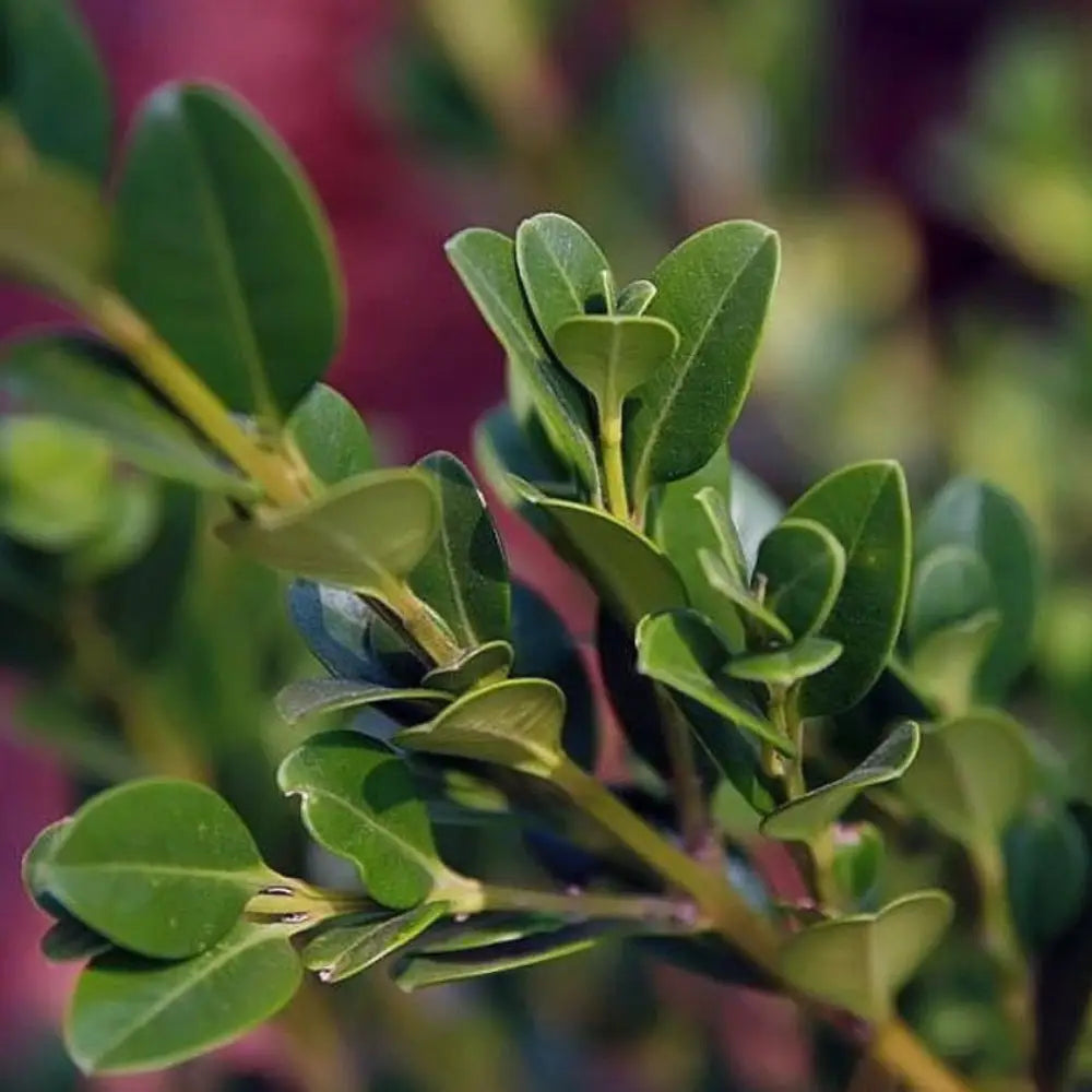 Wintergreen Boxwood showing its characteristic foliage and growth habit