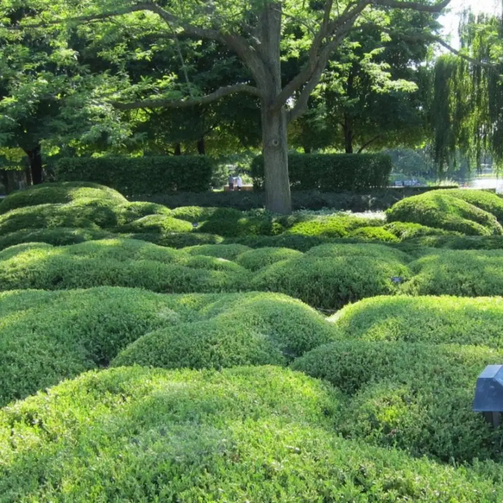 Wintergreen Boxwood showing its characteristic foliage and growth habit