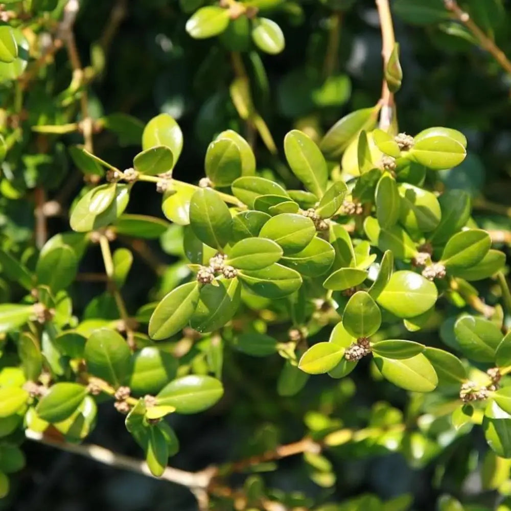Wintergreen Boxwood showing its characteristic foliage and growth habit
