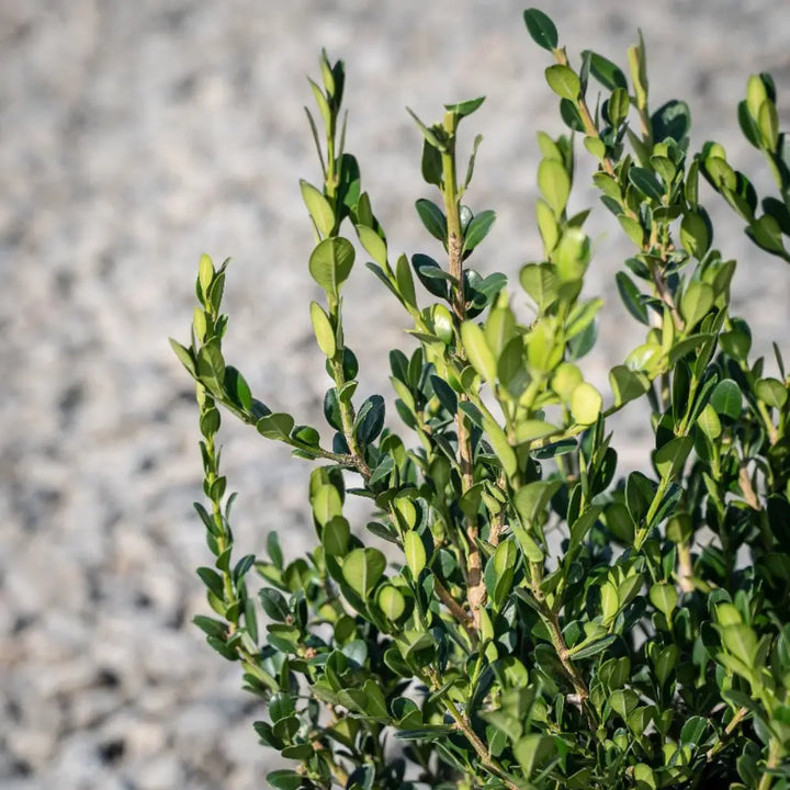 Wintergreen Boxwood showing its characteristic foliage and growth habit