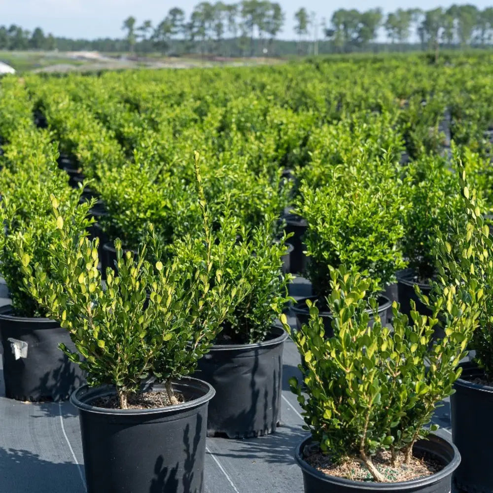 Wintergreen Boxwood showing its characteristic foliage and growth habit