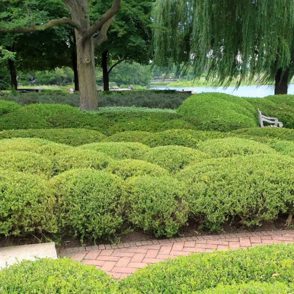 Wintergreen Boxwood showing its characteristic foliage and growth habit