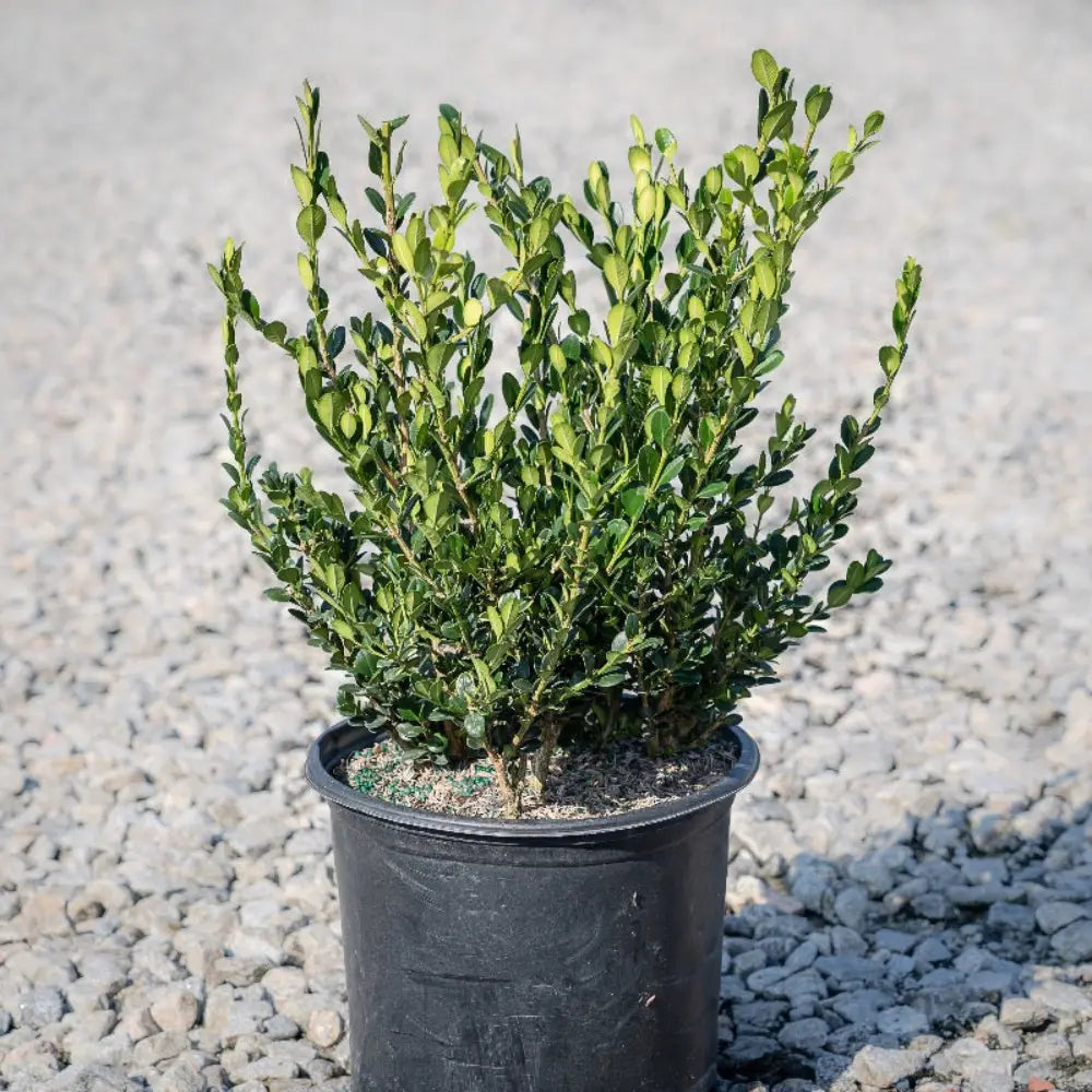 Wintergreen Boxwood showing its characteristic foliage and growth habit