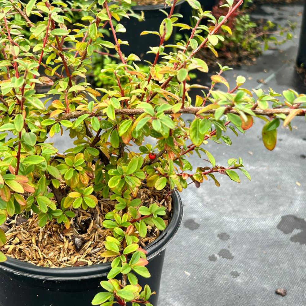 Coral Beauty Cotoneaster with glossy foliage and coral red berries