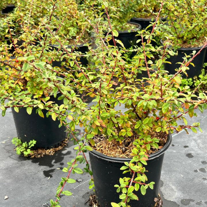 Coral Beauty Cotoneaster with glossy foliage and coral red berries