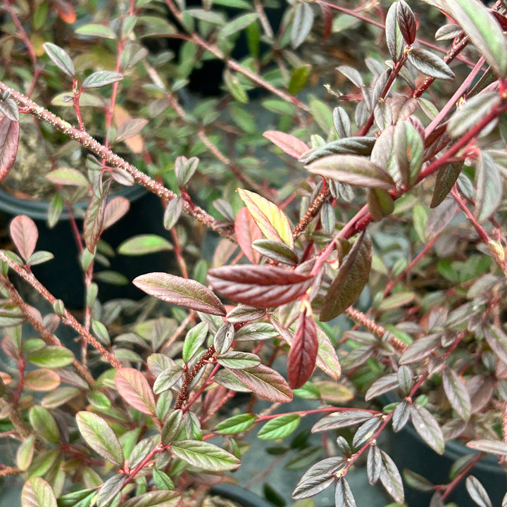 Repandens Cotoneaster spreading with glossy green foliage and red berries