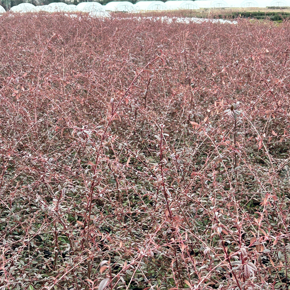 Repandens Cotoneaster spreading with glossy green foliage and red berries