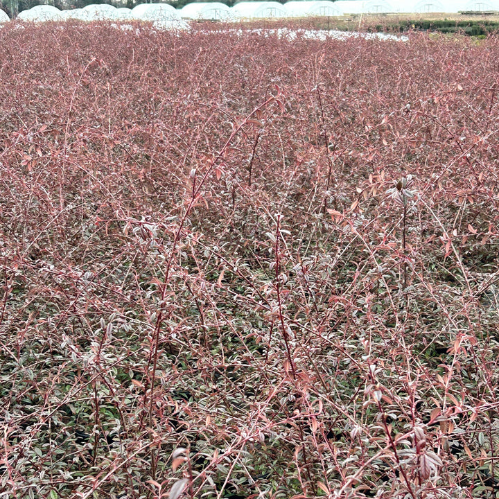 Repandens Cotoneaster spreading with glossy green foliage and red berries