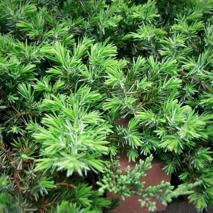 Blue Pacific Juniper with dense blue green groundcover foliage