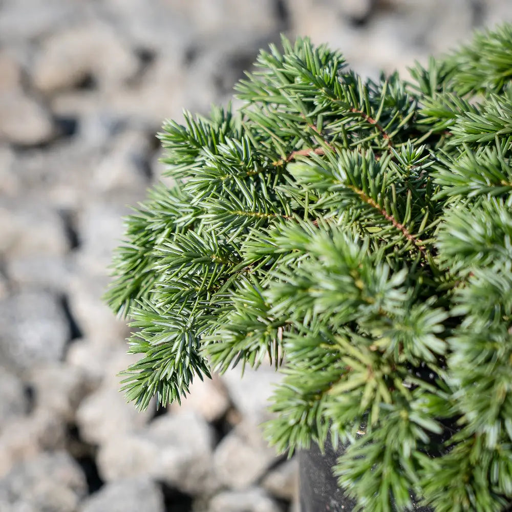 Blue Pacific Juniper with dense blue green groundcover foliage
