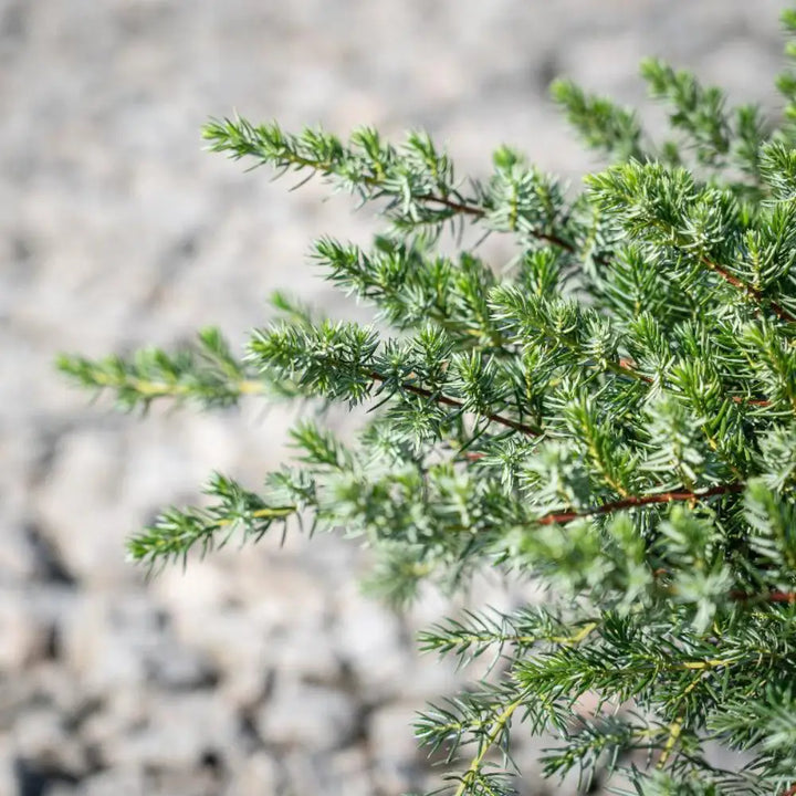 Blue Pacific Juniper with dense blue green groundcover foliage