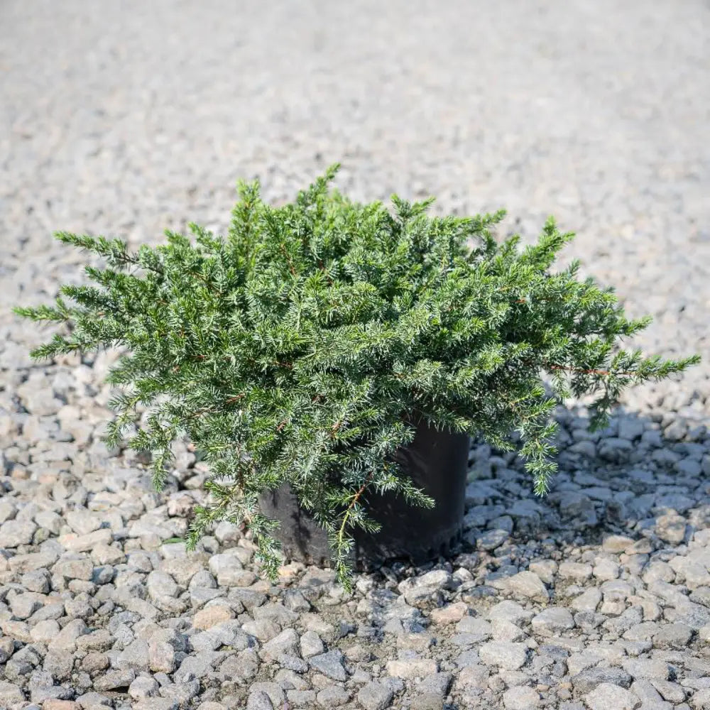Blue Pacific Juniper with dense blue green groundcover foliage