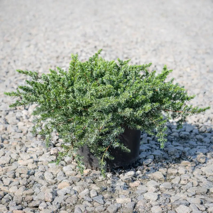 Blue Pacific Juniper with dense blue green groundcover foliage