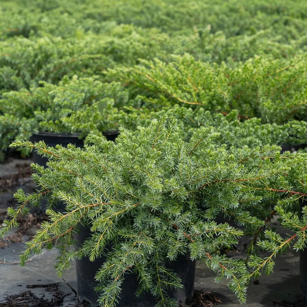 Blue Pacific Juniper with dense blue green groundcover foliage
