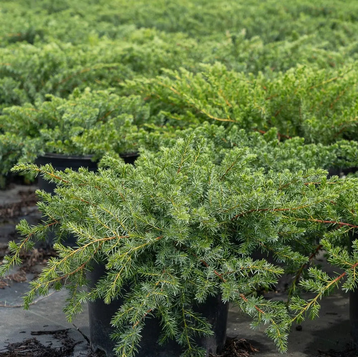 Blue Pacific Juniper with dense blue green groundcover foliage