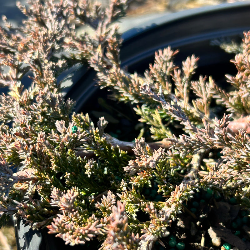 Blue Rug Juniper with silver blue foliage and purple winter tones