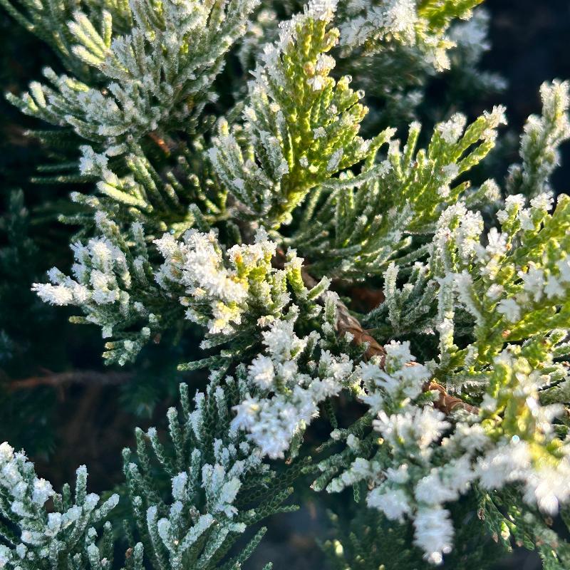 Dwarf Japanese Garden Juniper with trailing blue green foliage